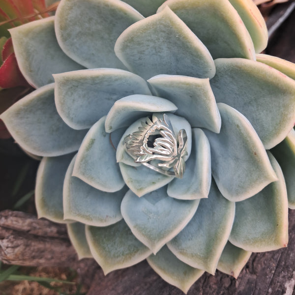 Silver protea ring on succulent